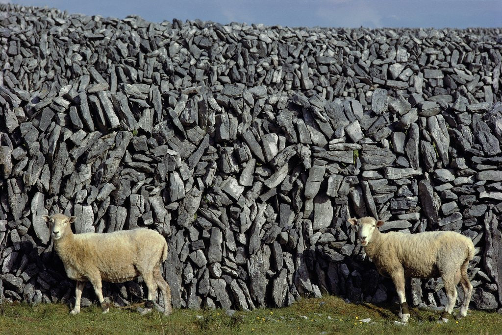 Detail of Hobbled Sheep by a Dry Stone Wall by Corbis