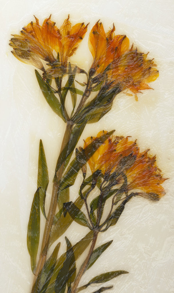 Detail of Alstroemeria I by David Roseburg