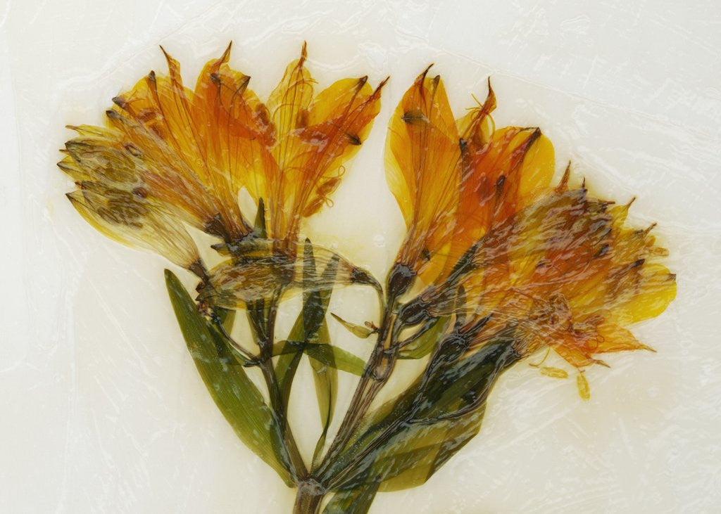 Detail of Alstroemeria II by David Roseburg
