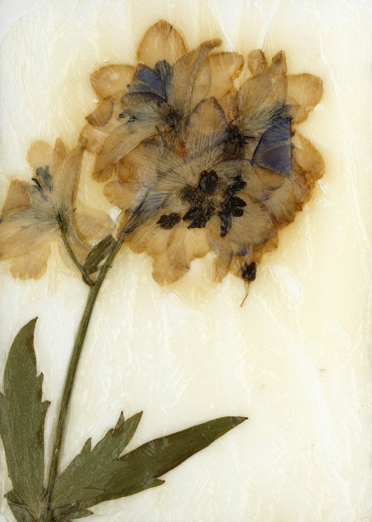 Detail of Delphinium by David Roseburg