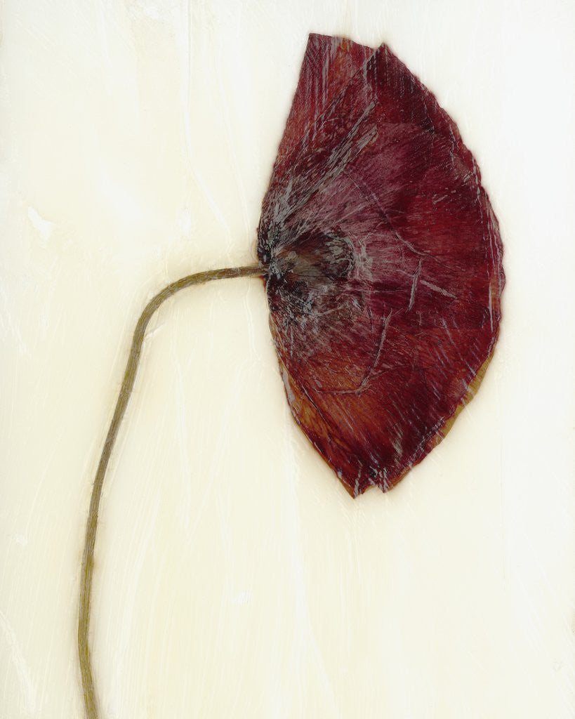 Detail of Papaver by David Roseburg