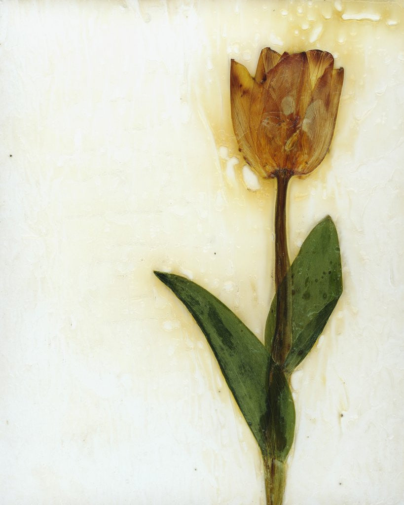 Detail of Tulipa I by David Roseburg