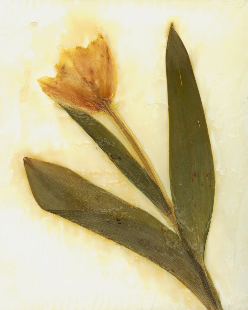 Detail of Tulipa IV by David Roseburg