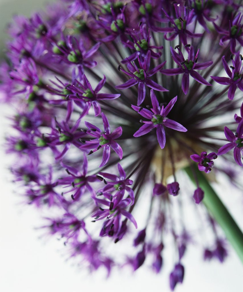 Detail of Allium by Anonymous