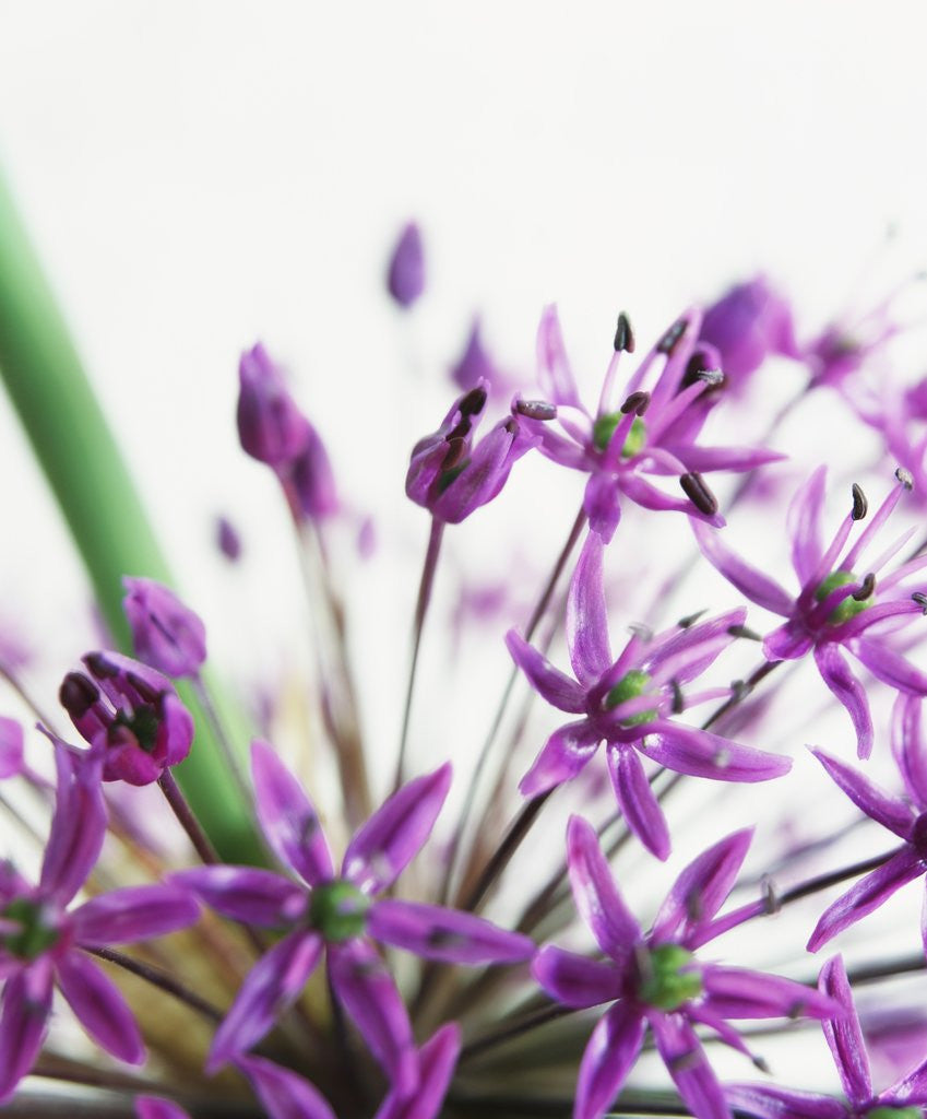 Detail of Allium by Anonymous