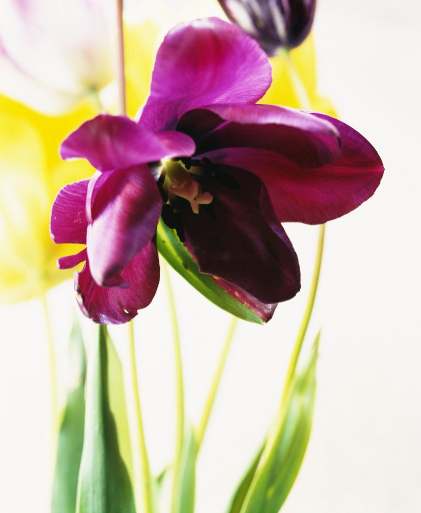 Detail of Tulipa by Anonymous