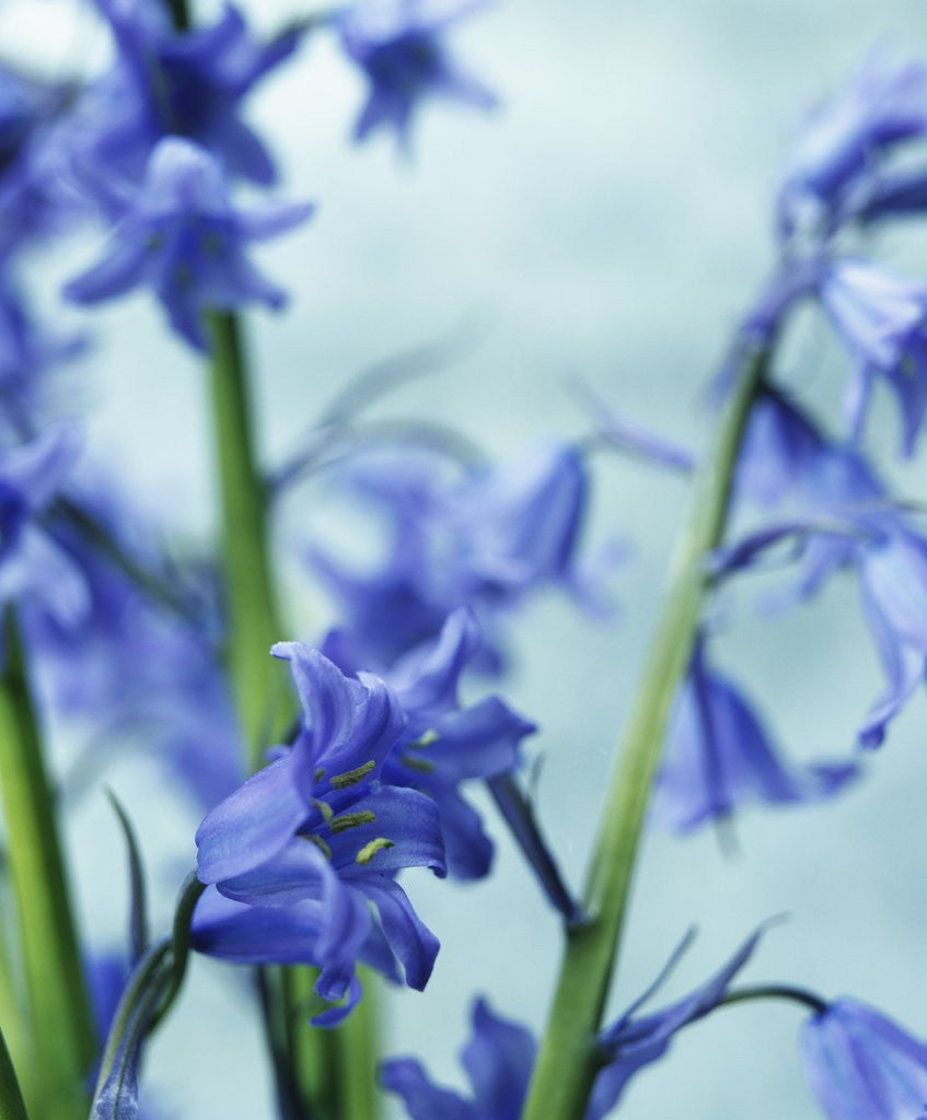 Detail of Blue Bells by Anonymous