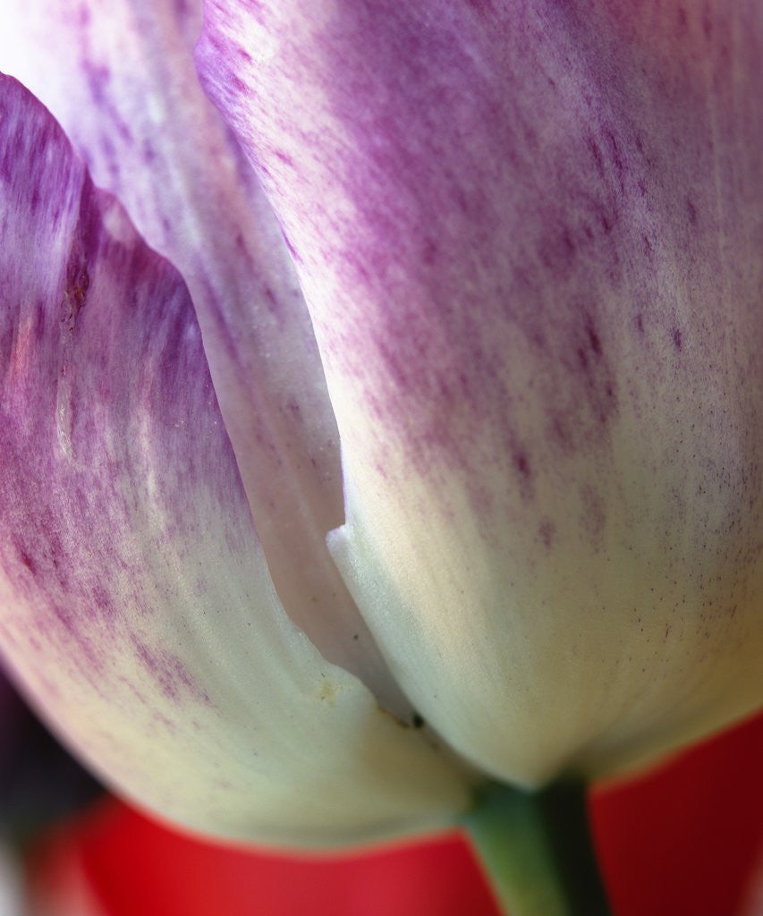 Detail of Tulipa by Anonymous