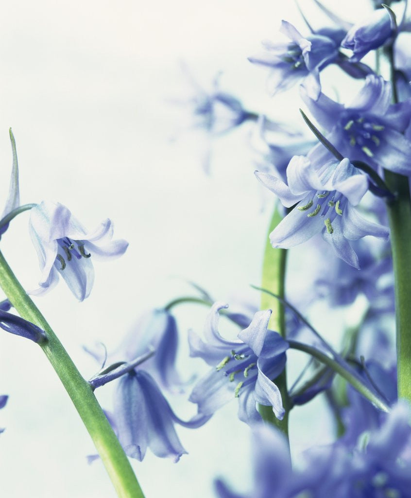 Detail of Blue Bells by Anonymous