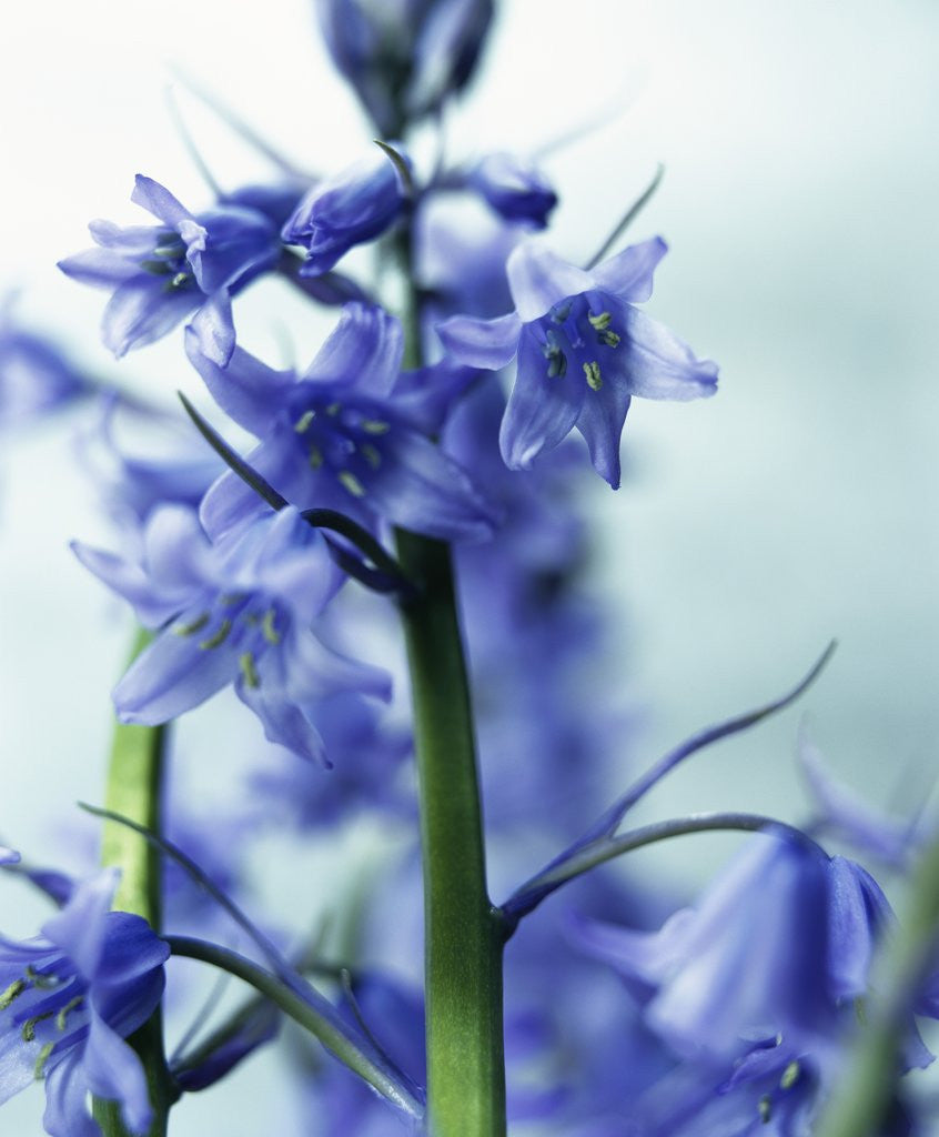 Detail of Blue Bells by Anonymous