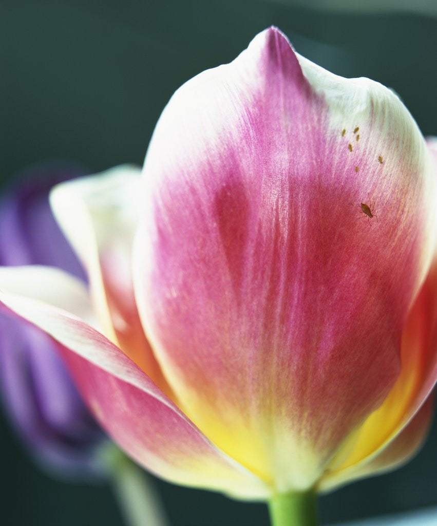 Detail of Tulipa by Corbis