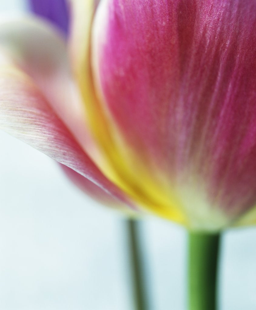 Detail of Tulipa by Anonymous
