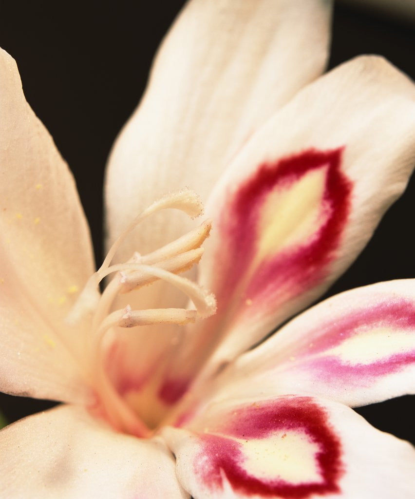 Detail of Gladiolus by Anonymous