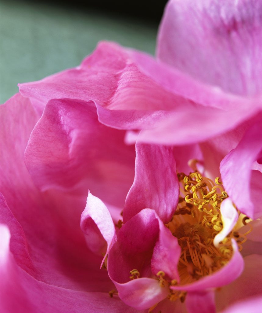 Detail of Rose by Anonymous