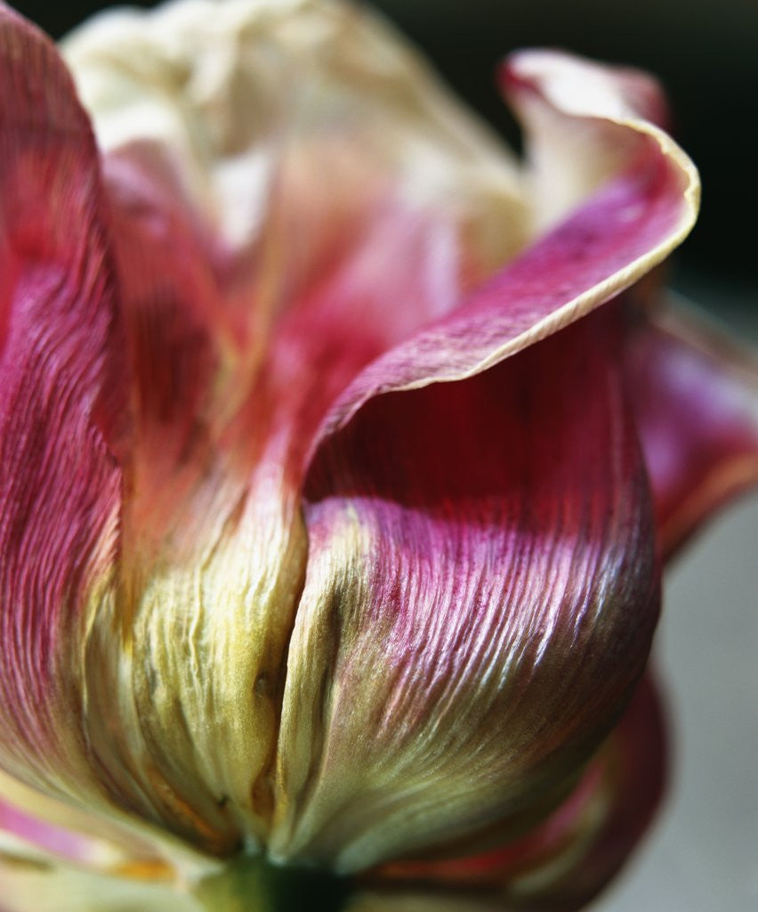 Detail of Tulipa by Anonymous