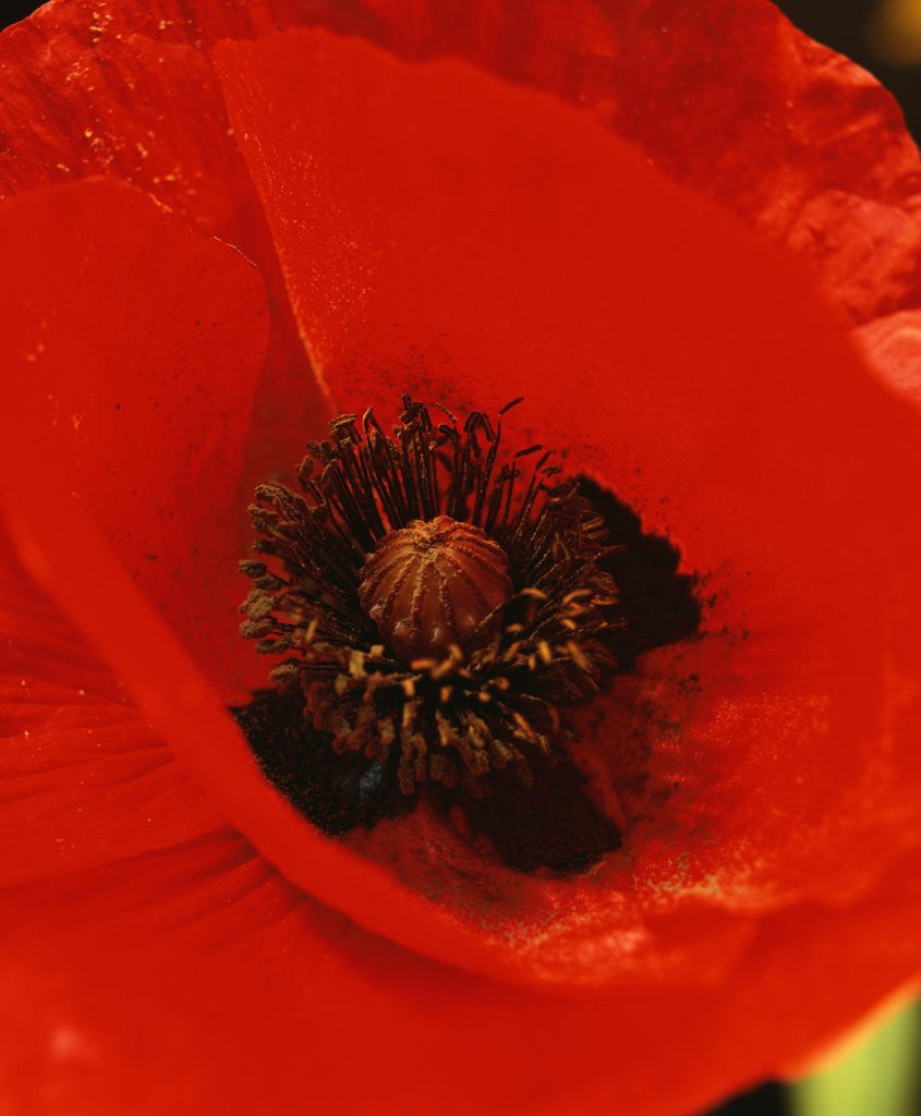 Detail of Poppy by Corbis