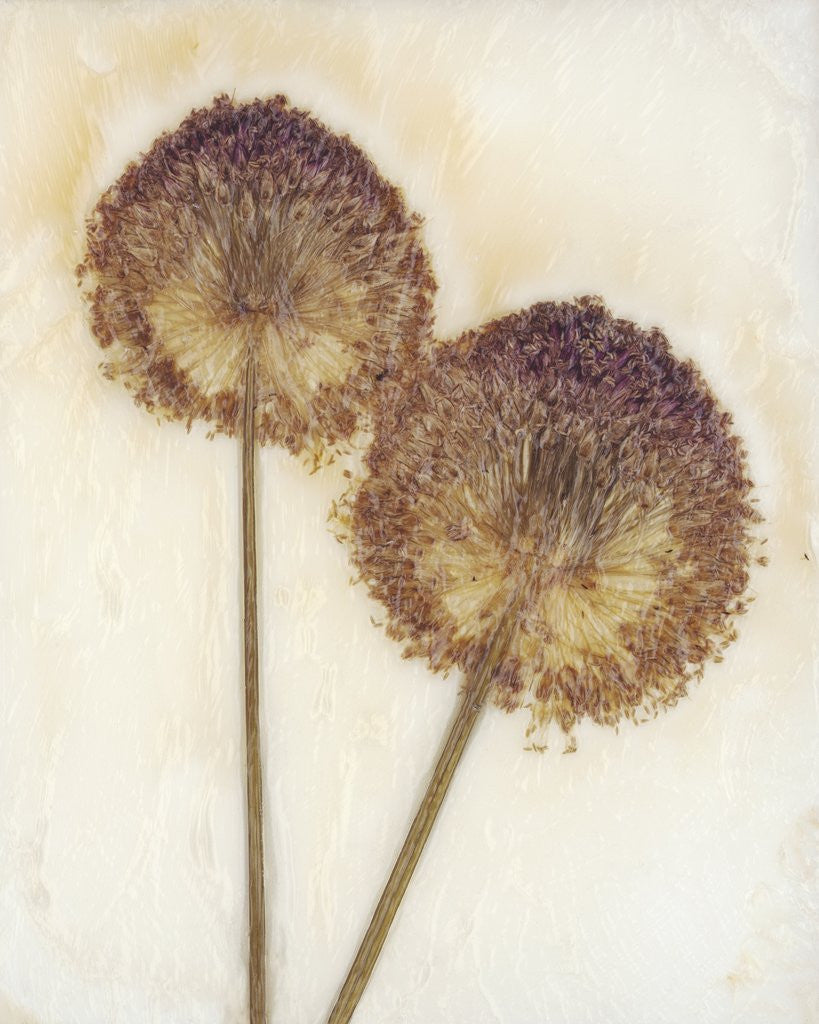 Detail of Allium I by David Roseburg