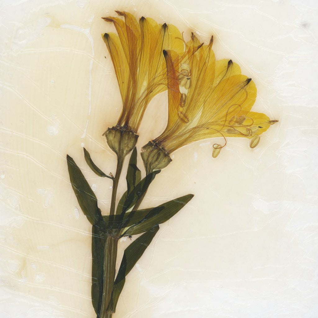 Detail of Alstroemeria by David Roseburg