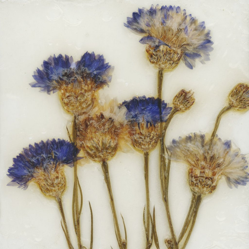 Detail of Centaurea by David Roseburg