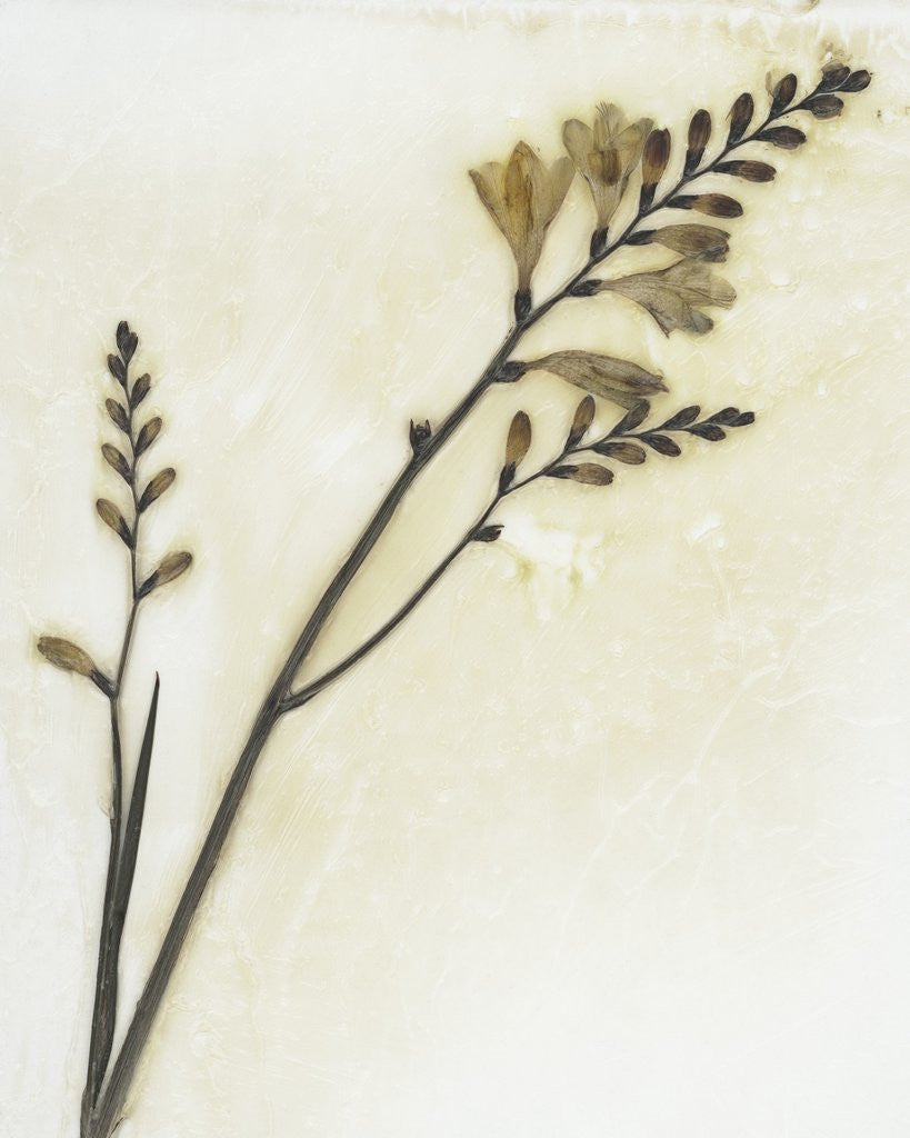 Detail of Crocosmia I by David Roseburg