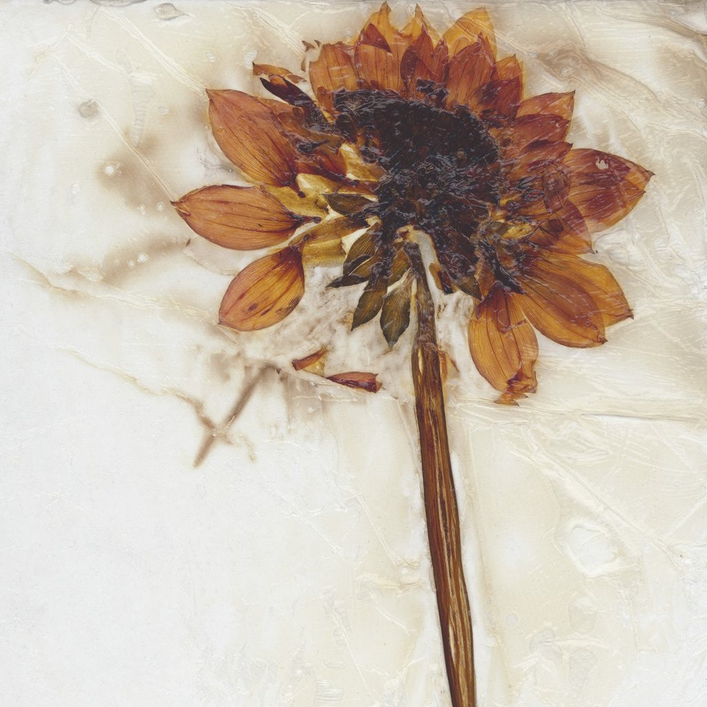Detail of Dahlia I by David Roseburg