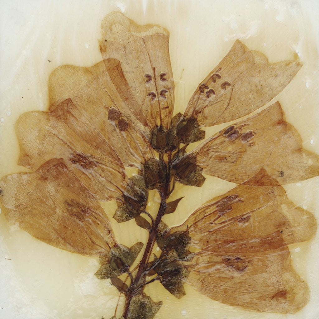 Detail of Digitalis by David Roseburg
