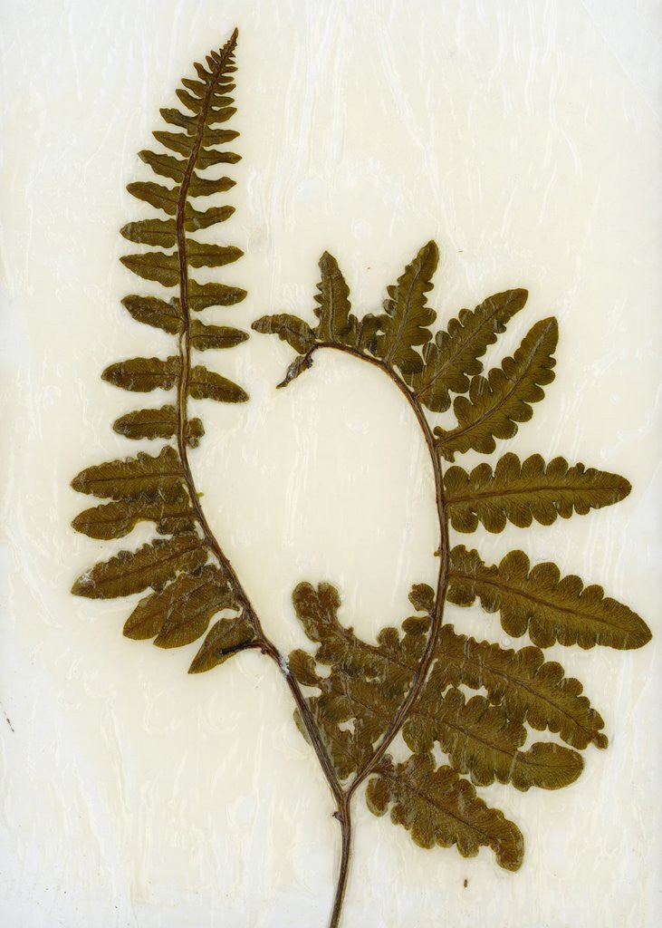 Detail of Fern XI by David Roseburg