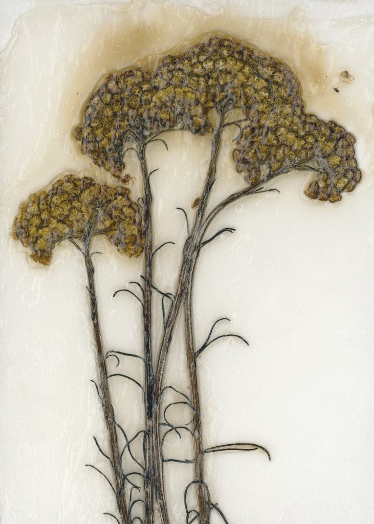Detail of Helichrysum by David Roseburg