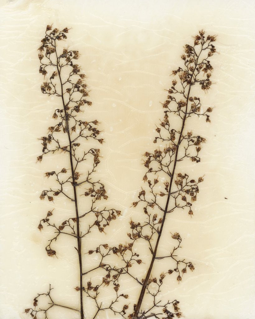 Detail of Heuchera by David Roseburg