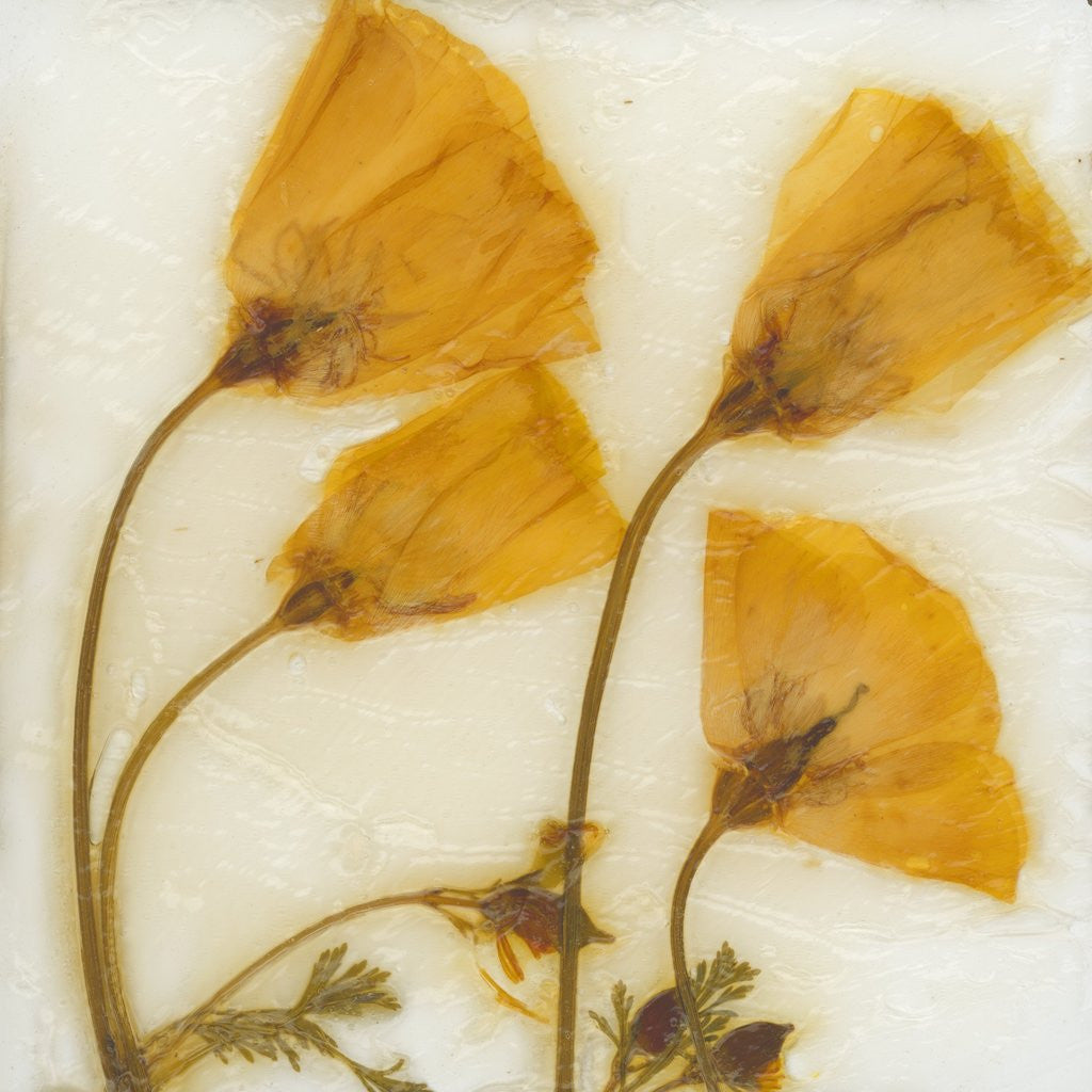 Detail of Papaver III by David Roseburg