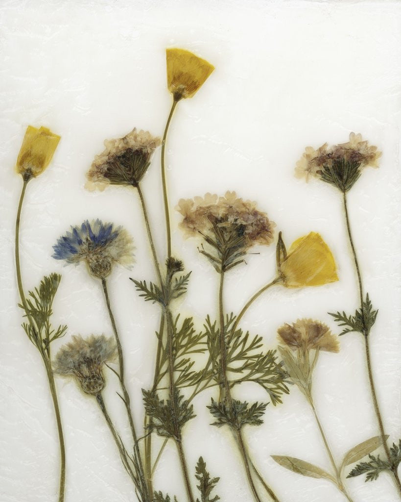 Detail of Papaver IV by David Roseburg