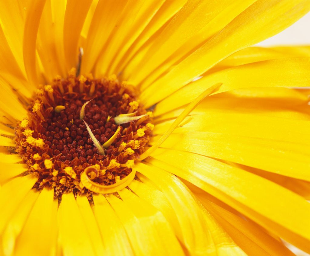 Detail of Yellow Wild Flowers by David Roseburg