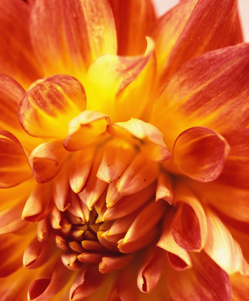 Detail of Dahlia by David Roseburg