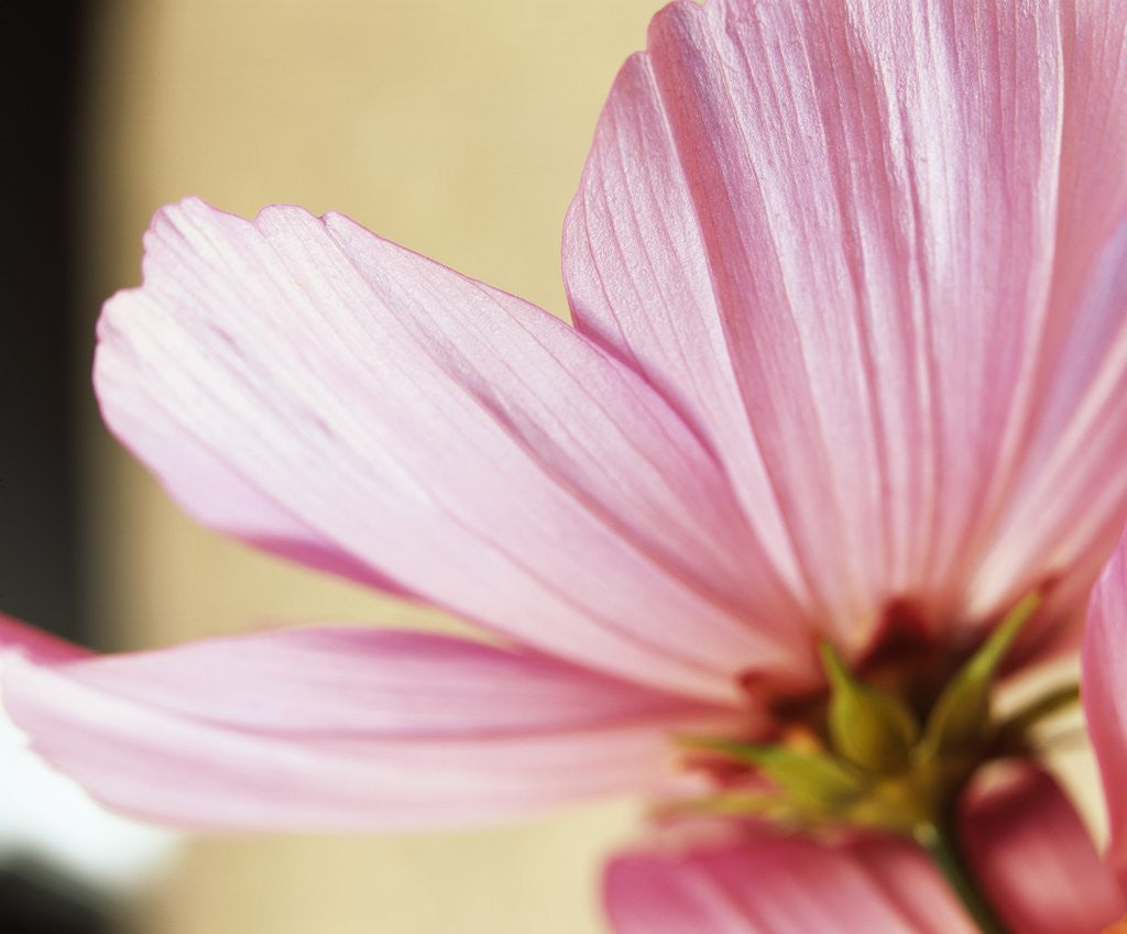 Detail of Cosmos by David Roseburg
