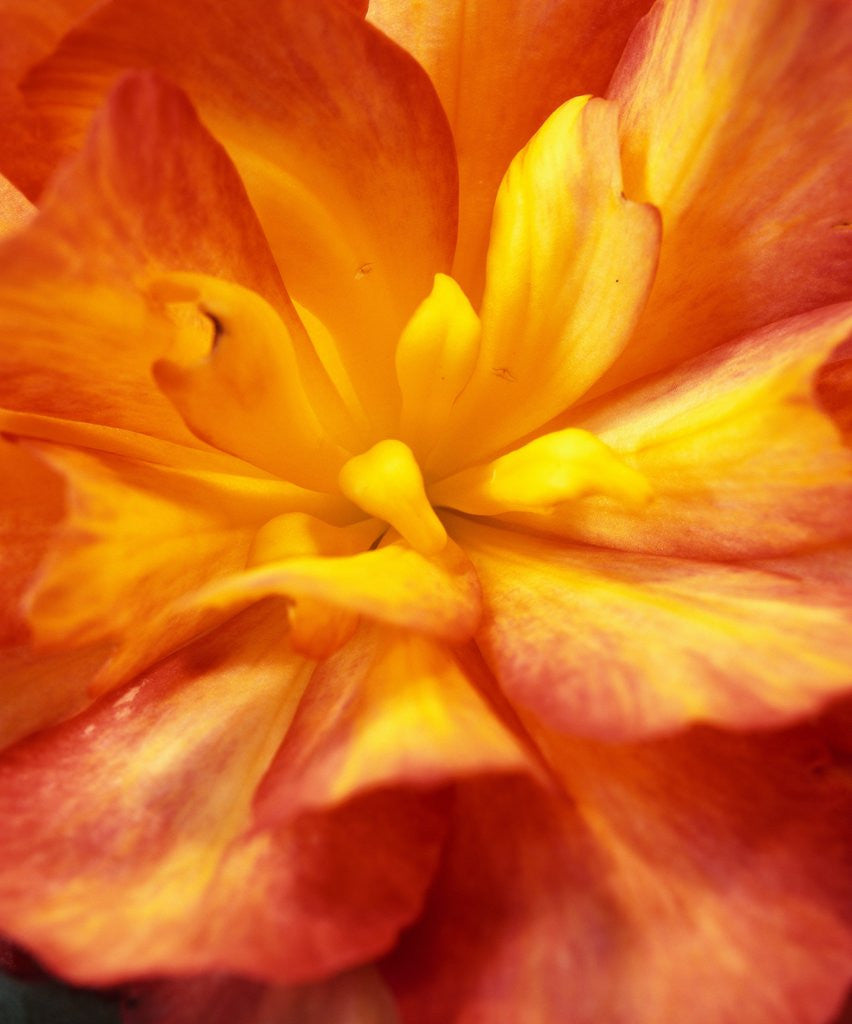 Detail of Dahlia by David Roseburg