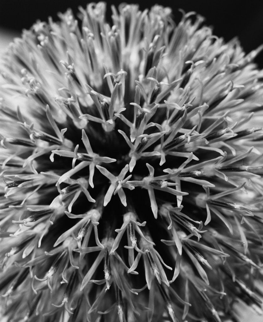 Detail of Allium by David Roseburg