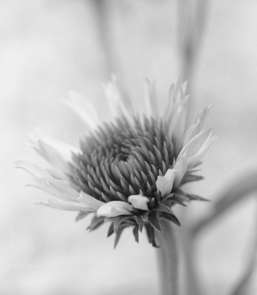 Detail of Cone Flower by David Roseburg