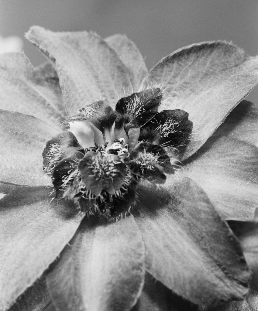 Detail of Delphinium by David Roseburg