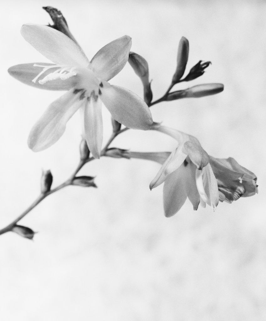 Detail of Gladiolus 7 by David Roseburg