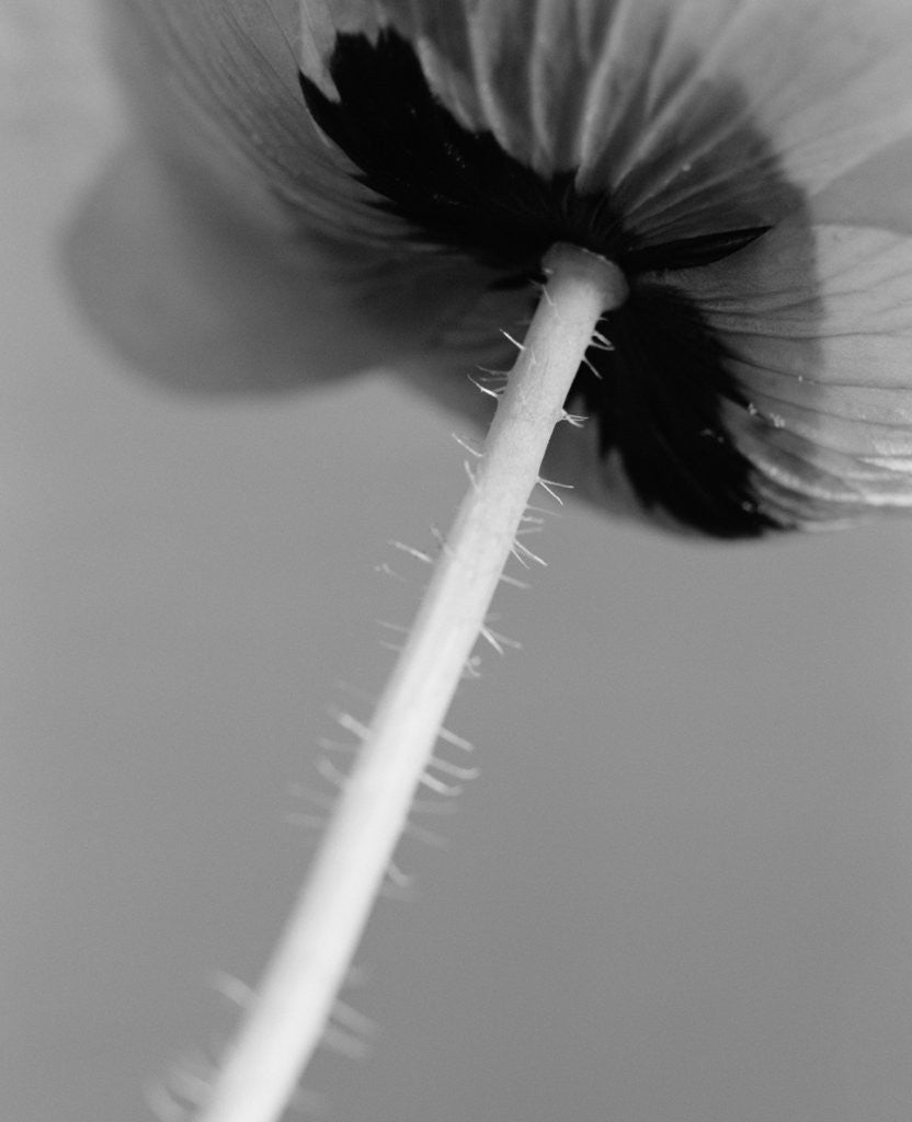 Detail of Poppy 10 by David Roseburg