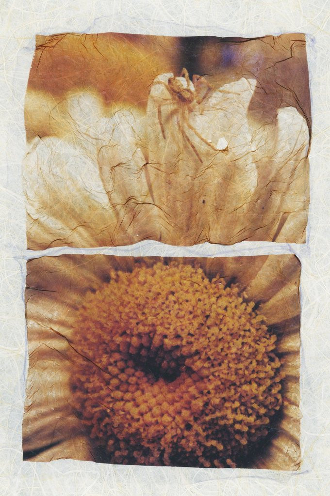 Detail of Spider on Daisy by David Roseburg