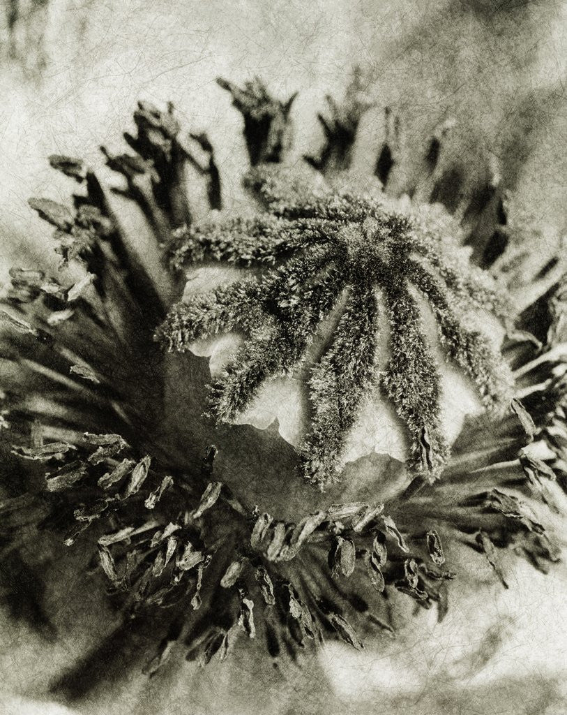 Detail of Poppy Center by David Roseburg