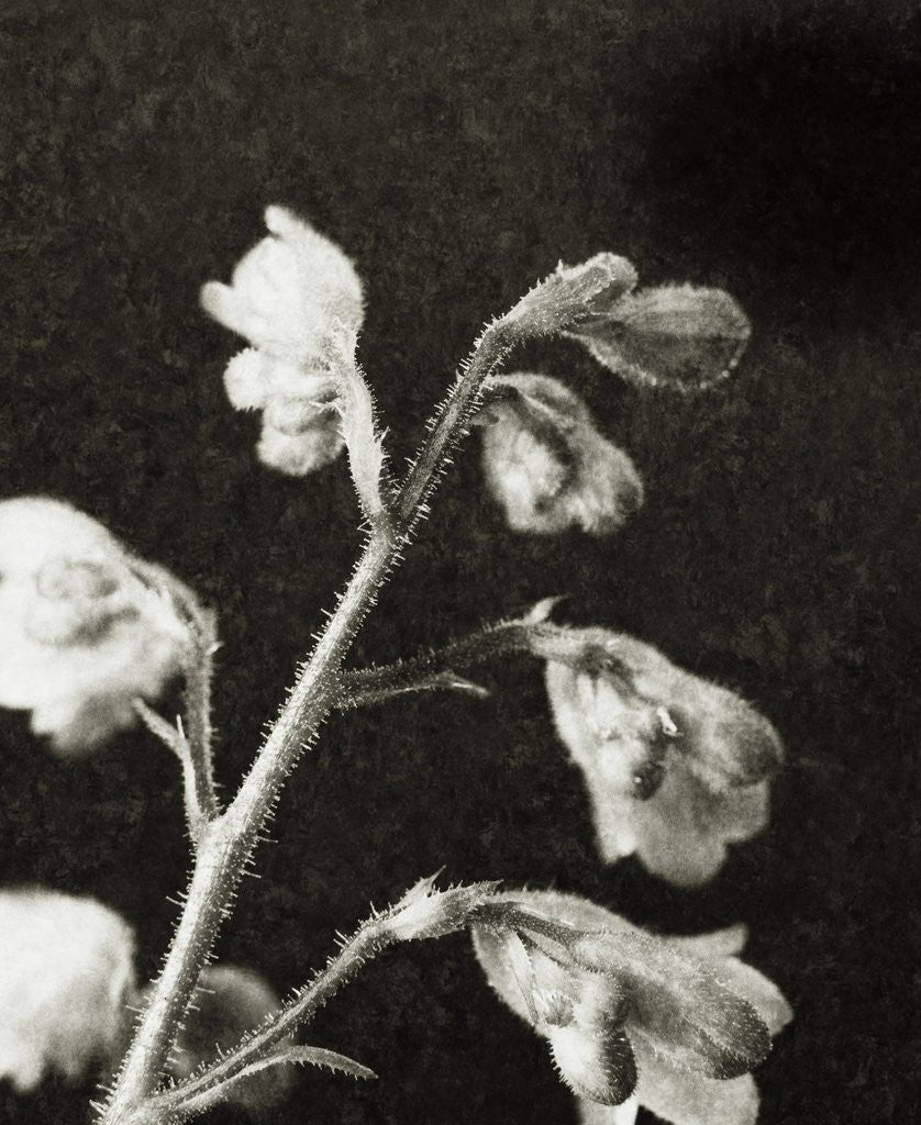 Detail of Coral Bell by David Roseburg