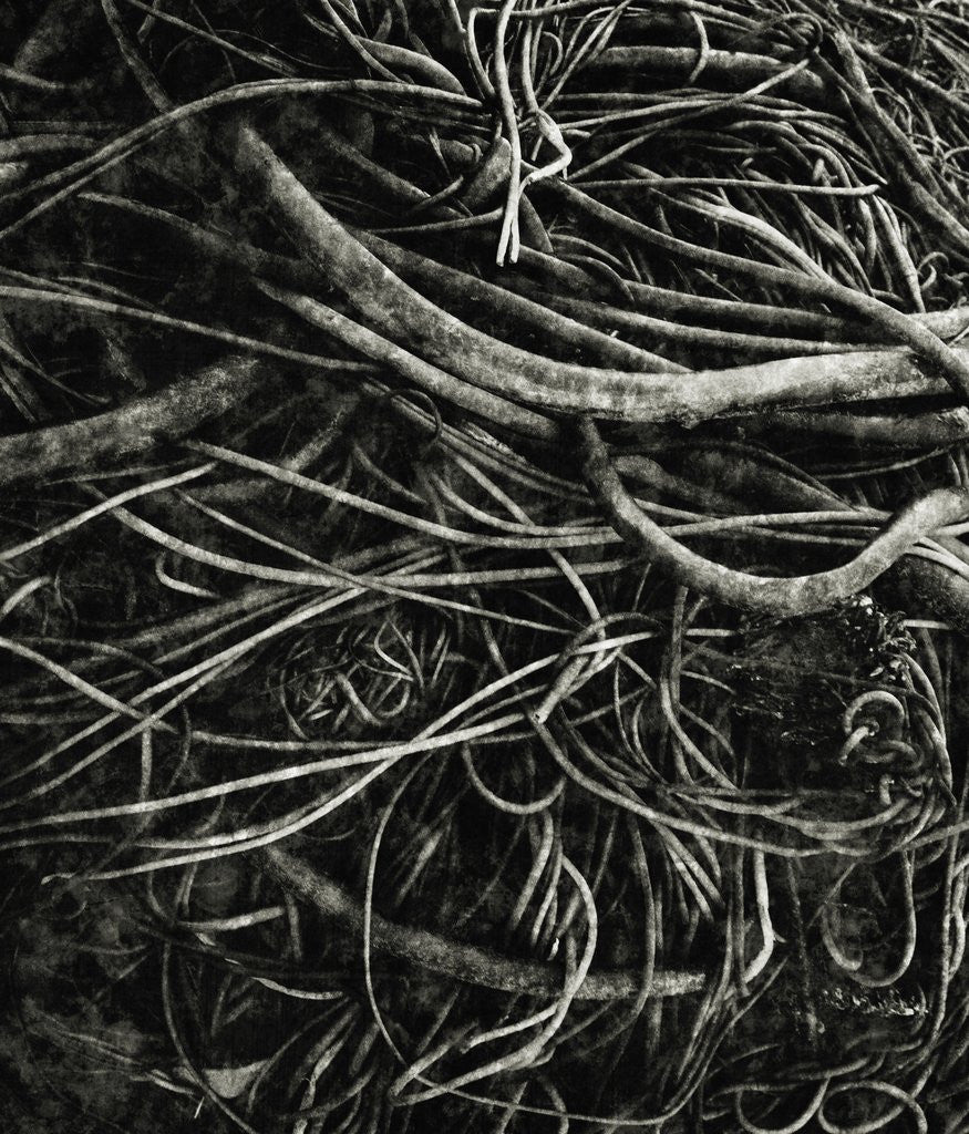 Detail of Kelp by David Roseburg