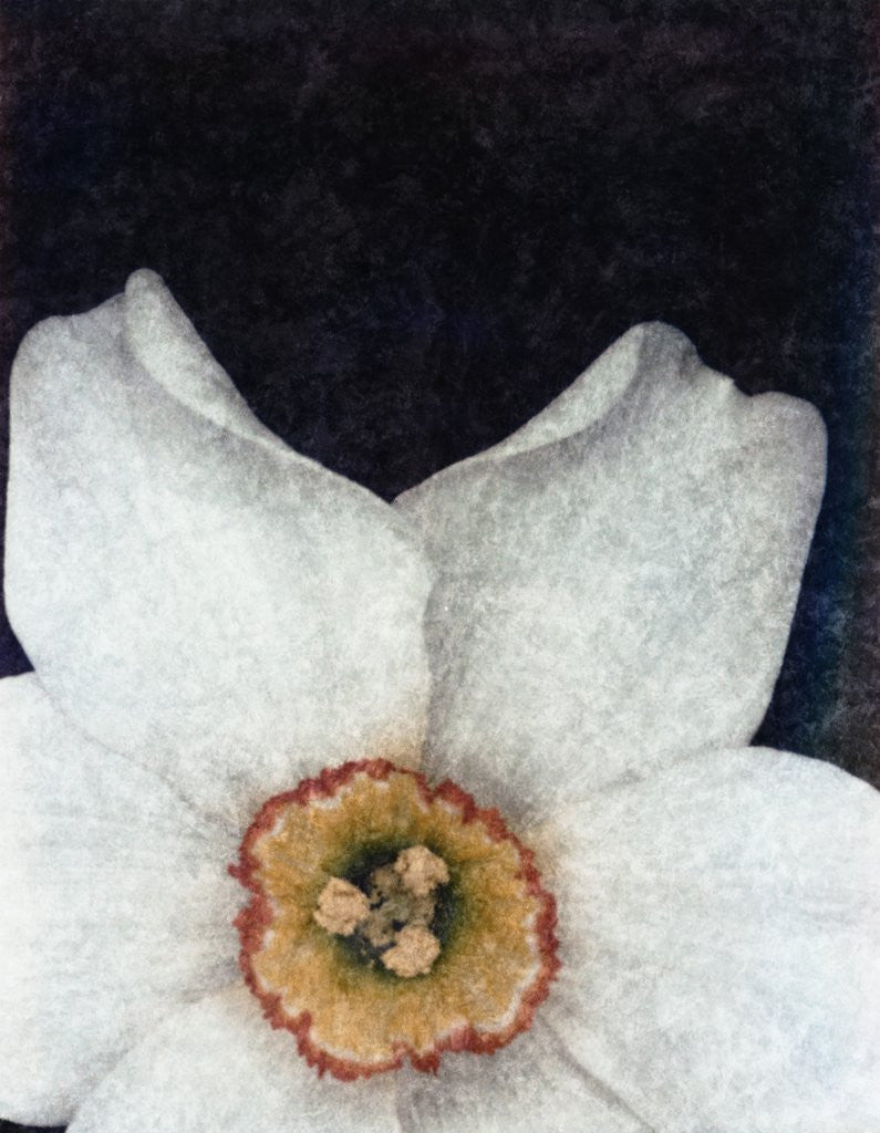 Detail of Small Daffodil by David Roseburg