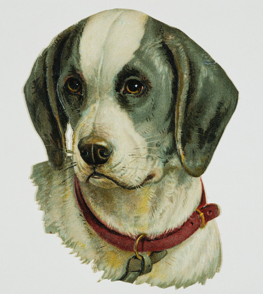 Detail of Illustration Depicting a Brown and White Dog by Corbis