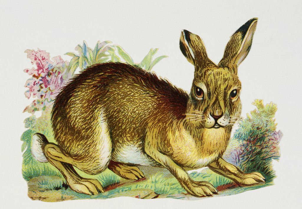 Detail of Illustration Depicting a Brown Rabbit by Corbis