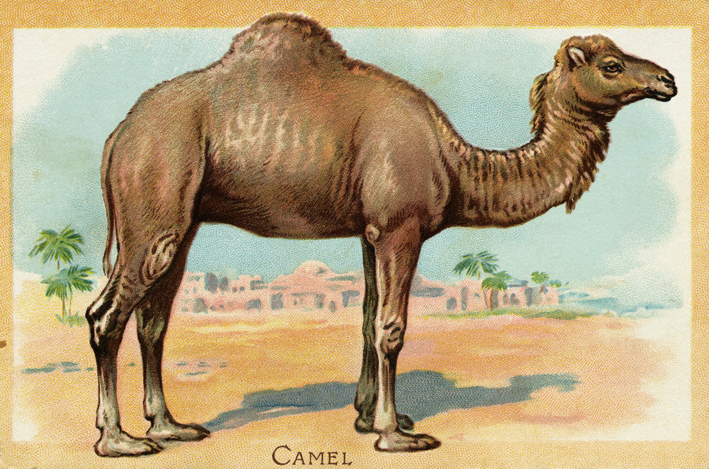 Detail of Camel Postcard by Anonymous