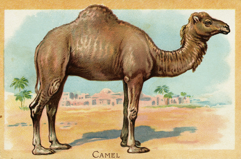 Detail of Camel Postcard by Corbis