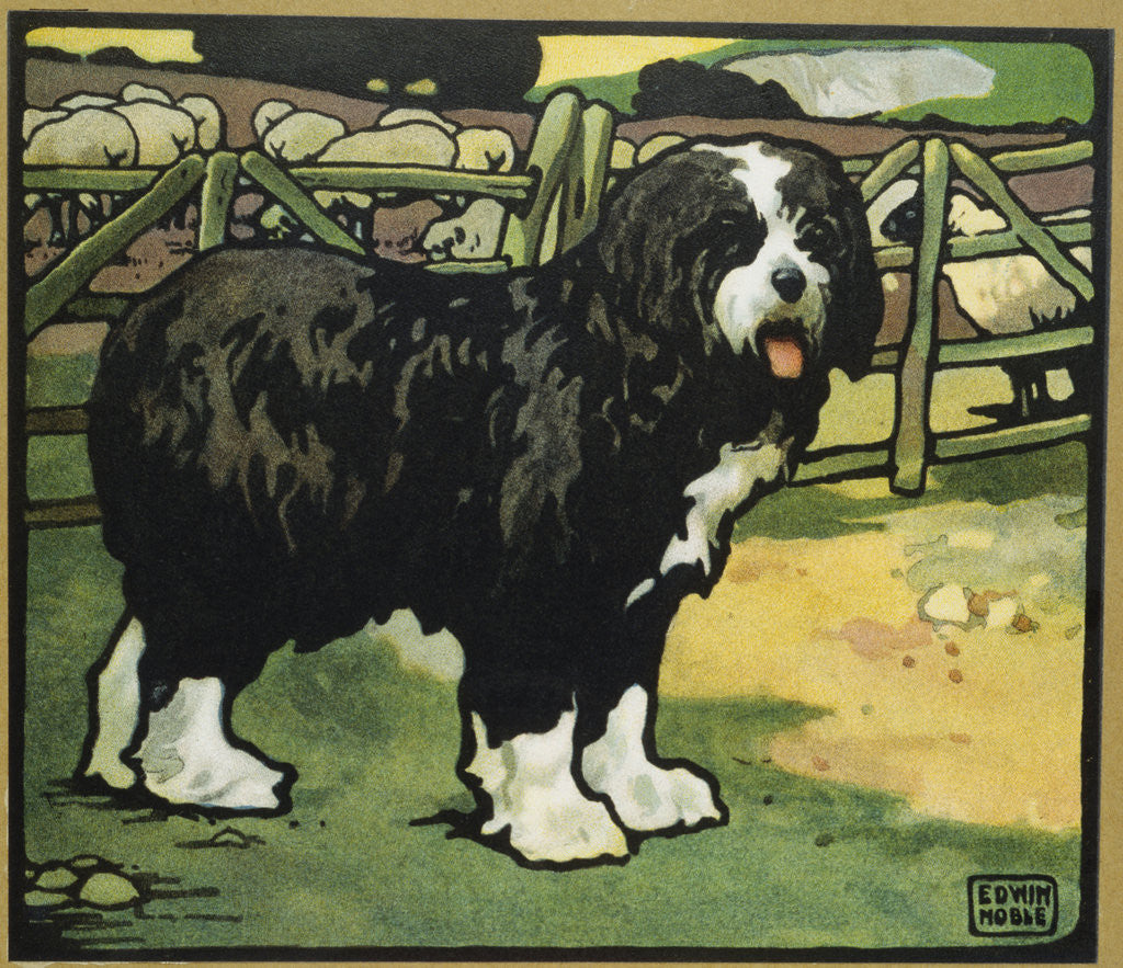 Detail of Illustration of an Old English Sheepdog by Edwin Noble